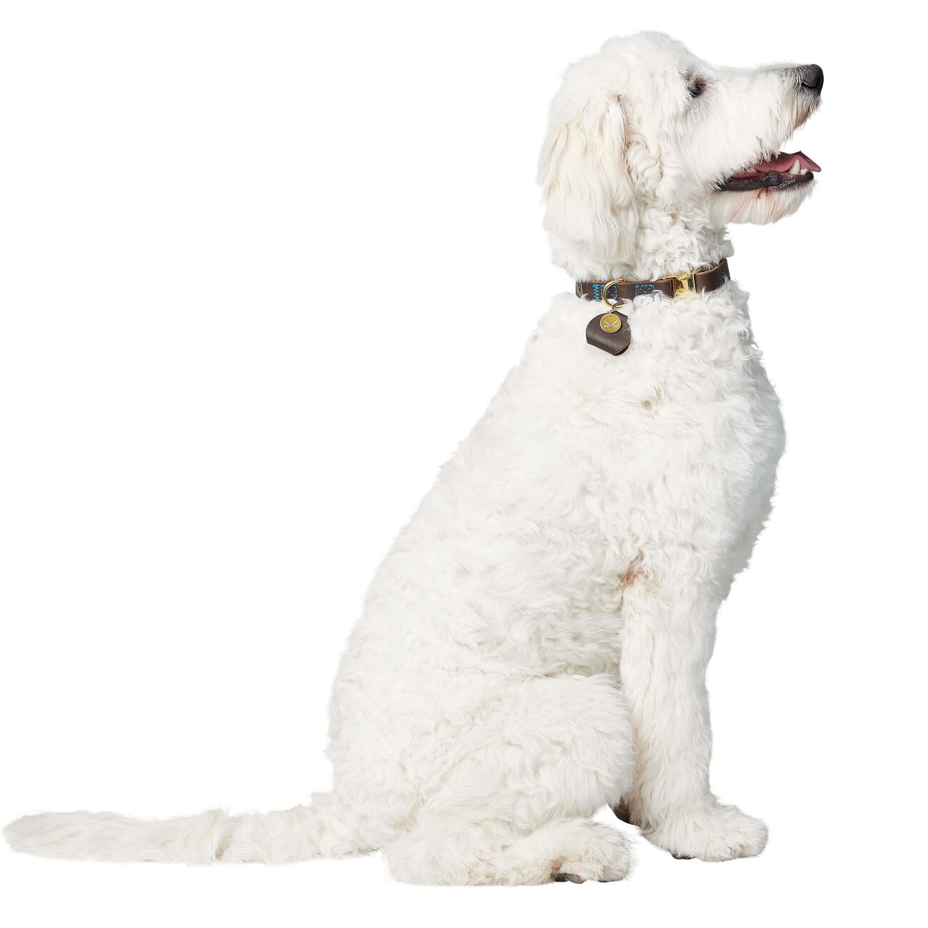 Sansibar Leder Halsung für Hunde Bild 7