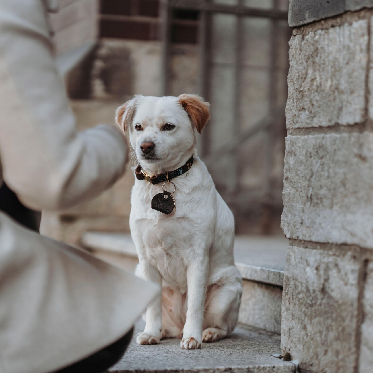 Sansibar Leder Halsung für Hunde Bild 2
