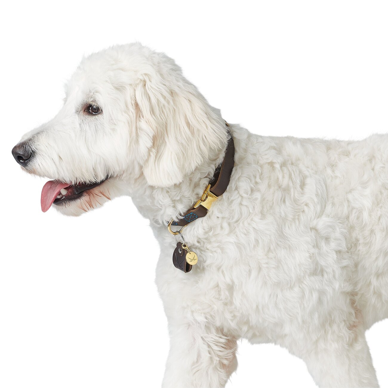 Sansibar Leder Halsung für Hunde Bild 9