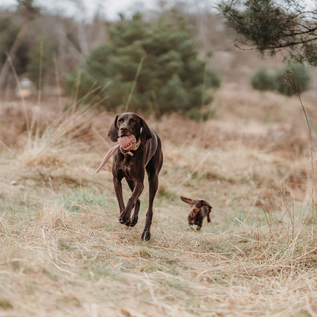 Schleuderball Inari für Hunde Bild 7
