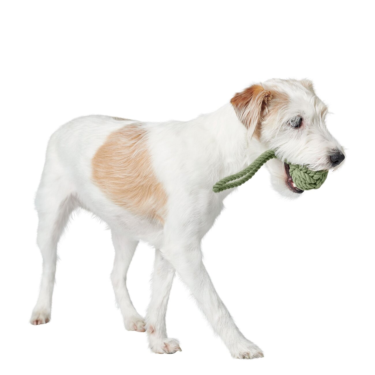 Schleuderball Inari für Hunde Bild 10
