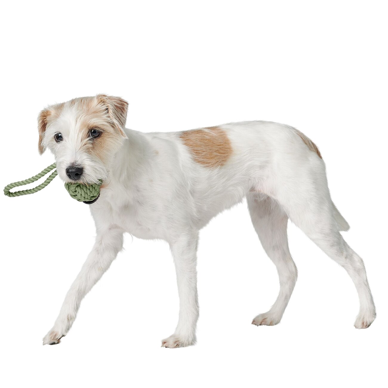 Schleuderball Inari für Hunde Bild 14