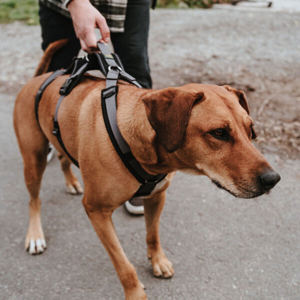 Sicherheitsgeschirr Maldon Bild 18