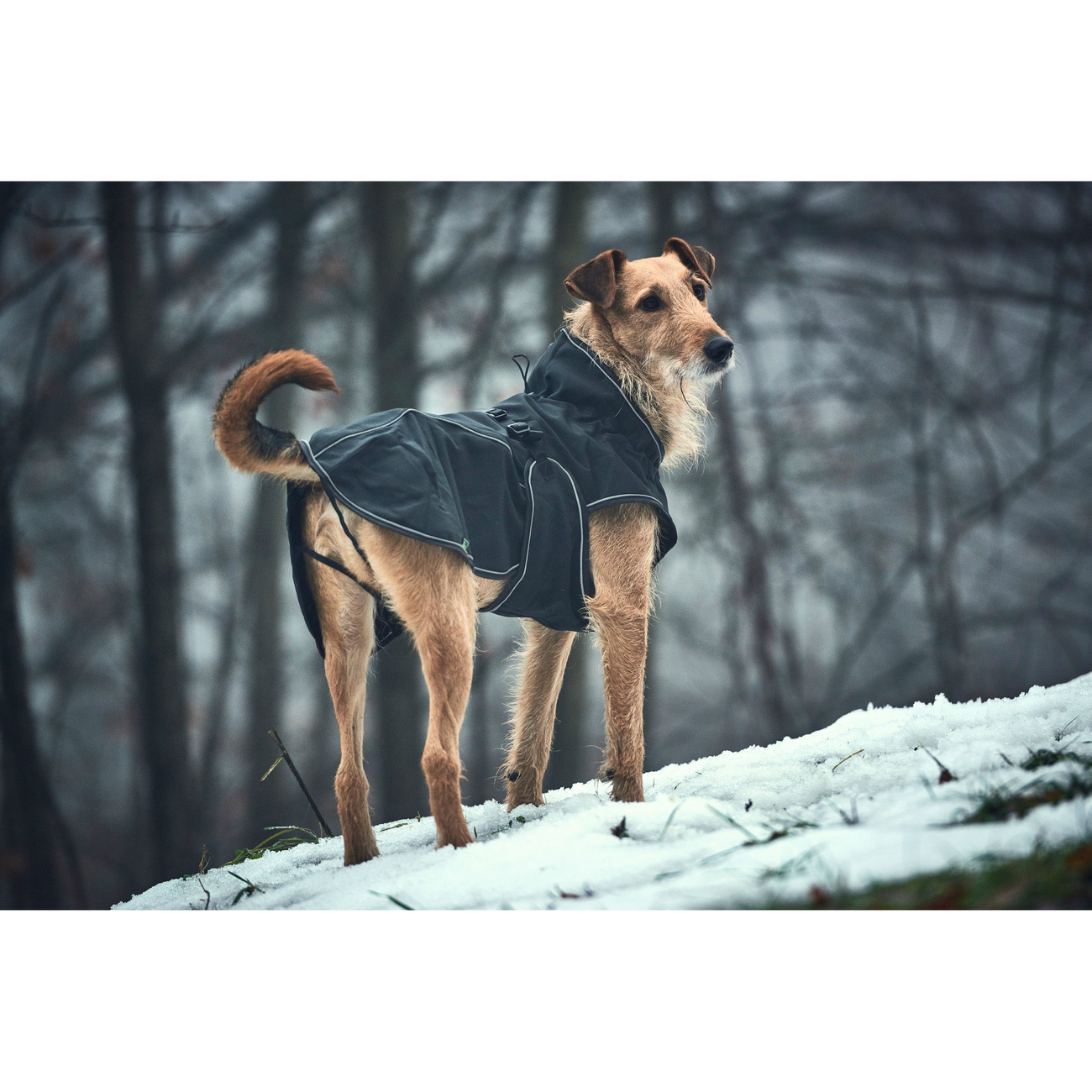 HUNTER Softshell Hundemantel Uppsala Bild 5
