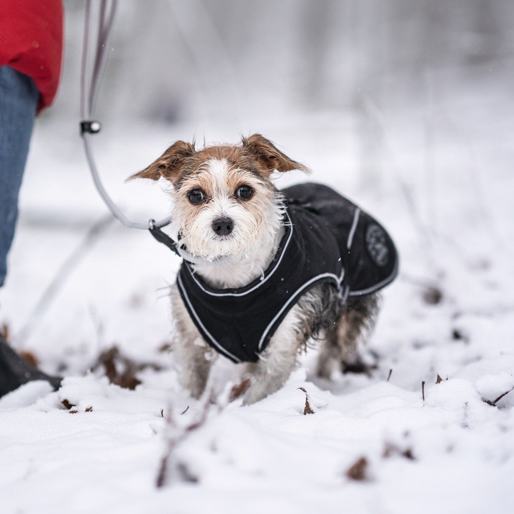 HUNTER Softshell Hundemantel Uppsala Bild 2