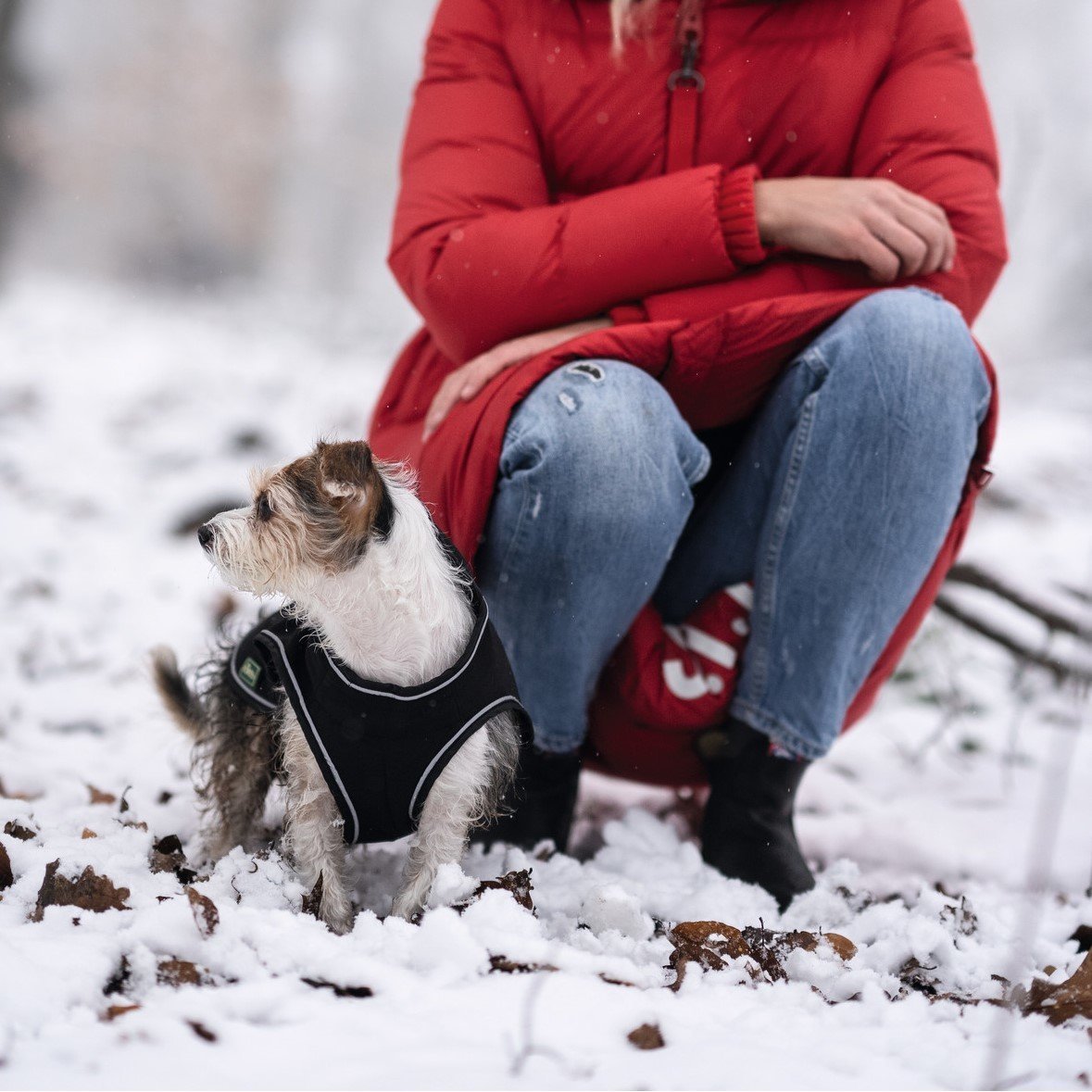 HUNTER Softshell Hundemantel Uppsala Bild 6