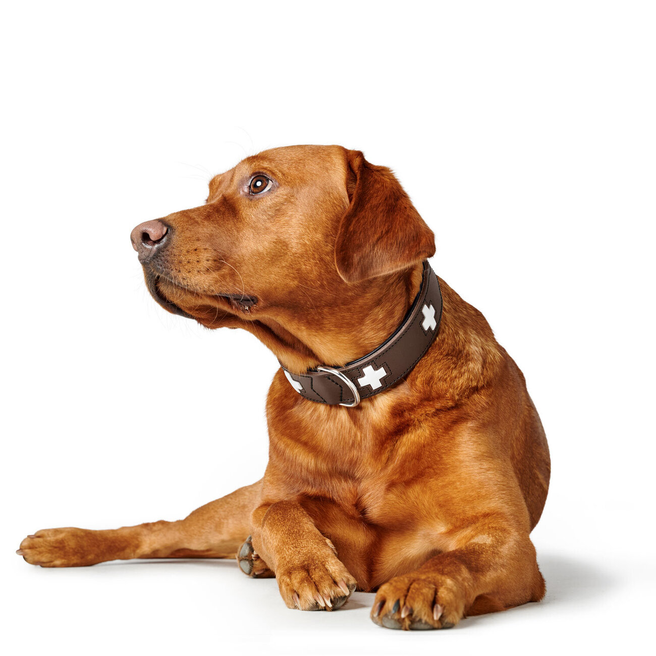 Hunter Swiss Halsband Bild 2