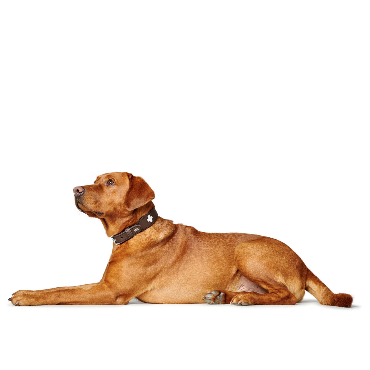 Hunter Swiss Halsband Bild 4