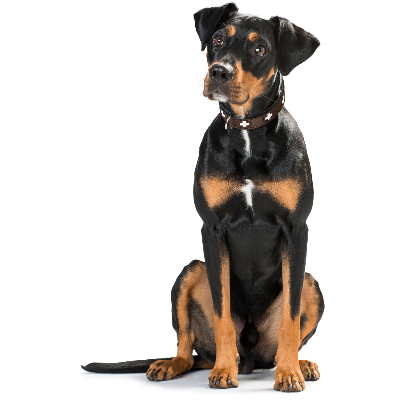 Hunter Swiss Halsband Bild 5