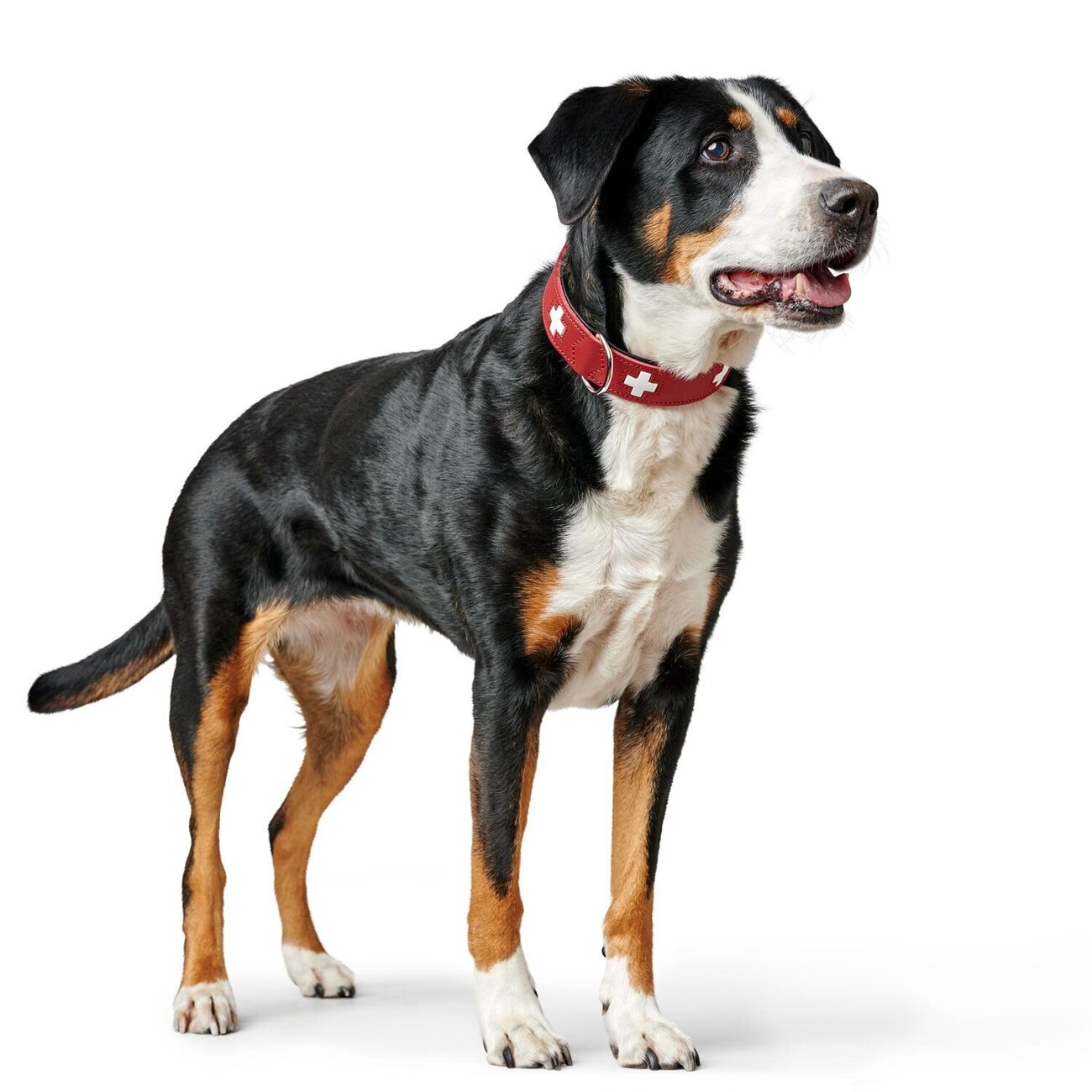 Hunter Swiss Halsband Bild 9