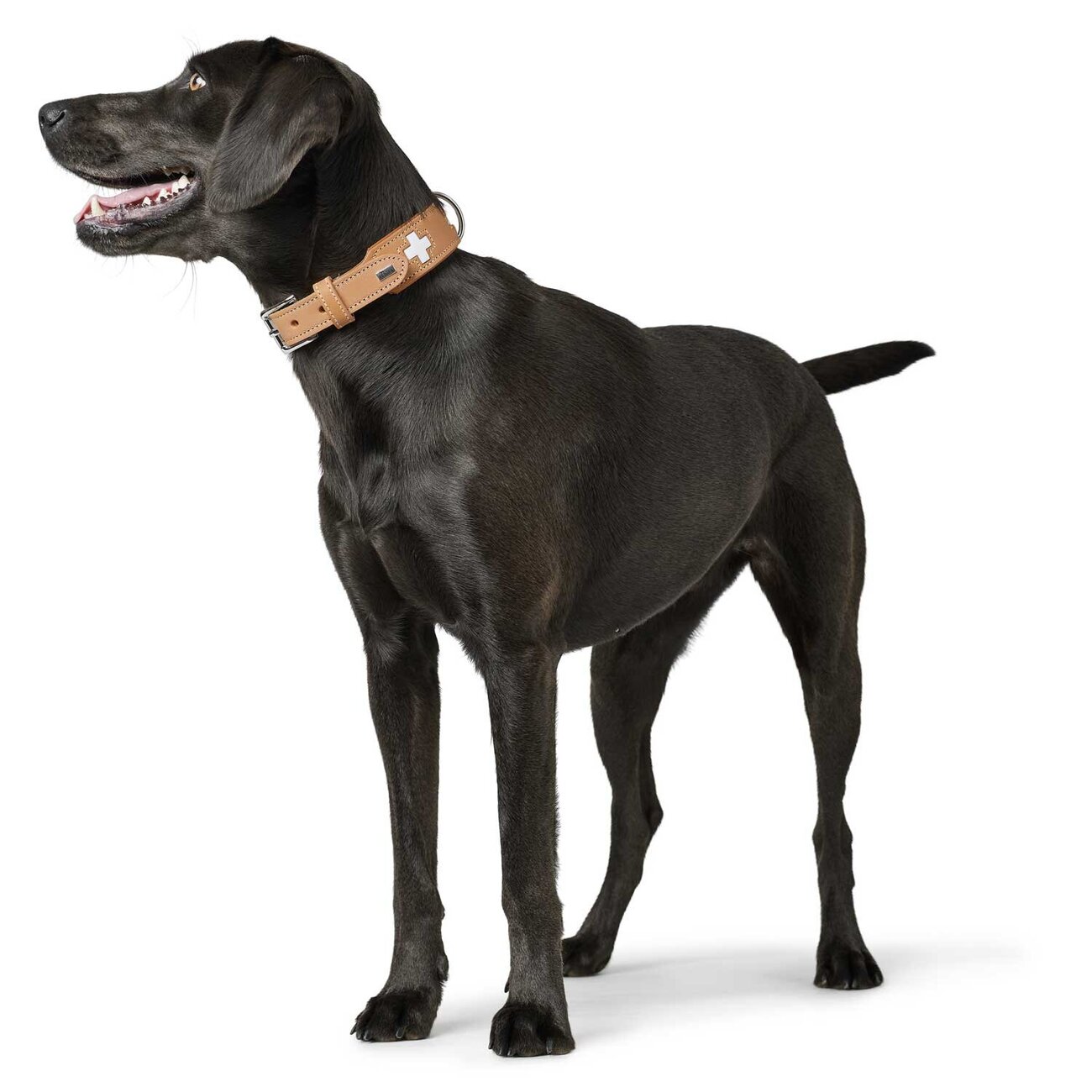 Hunter Swiss Halsband Bild 16