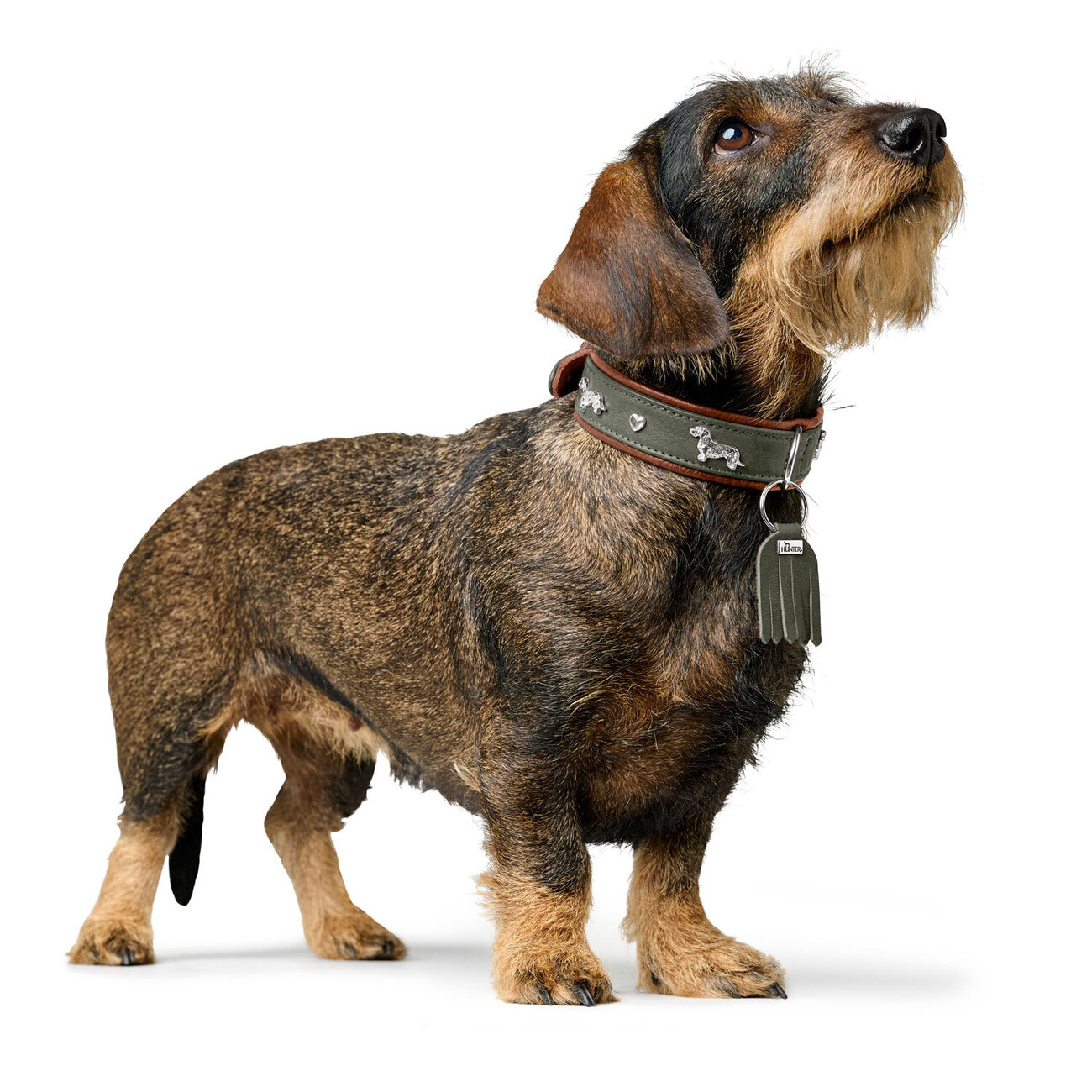 Teckel Halsband München Bild 2