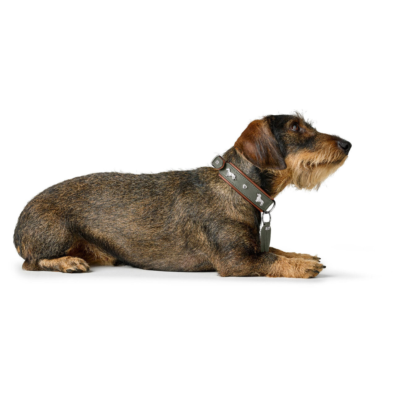 Teckel Halsband München Bild 10