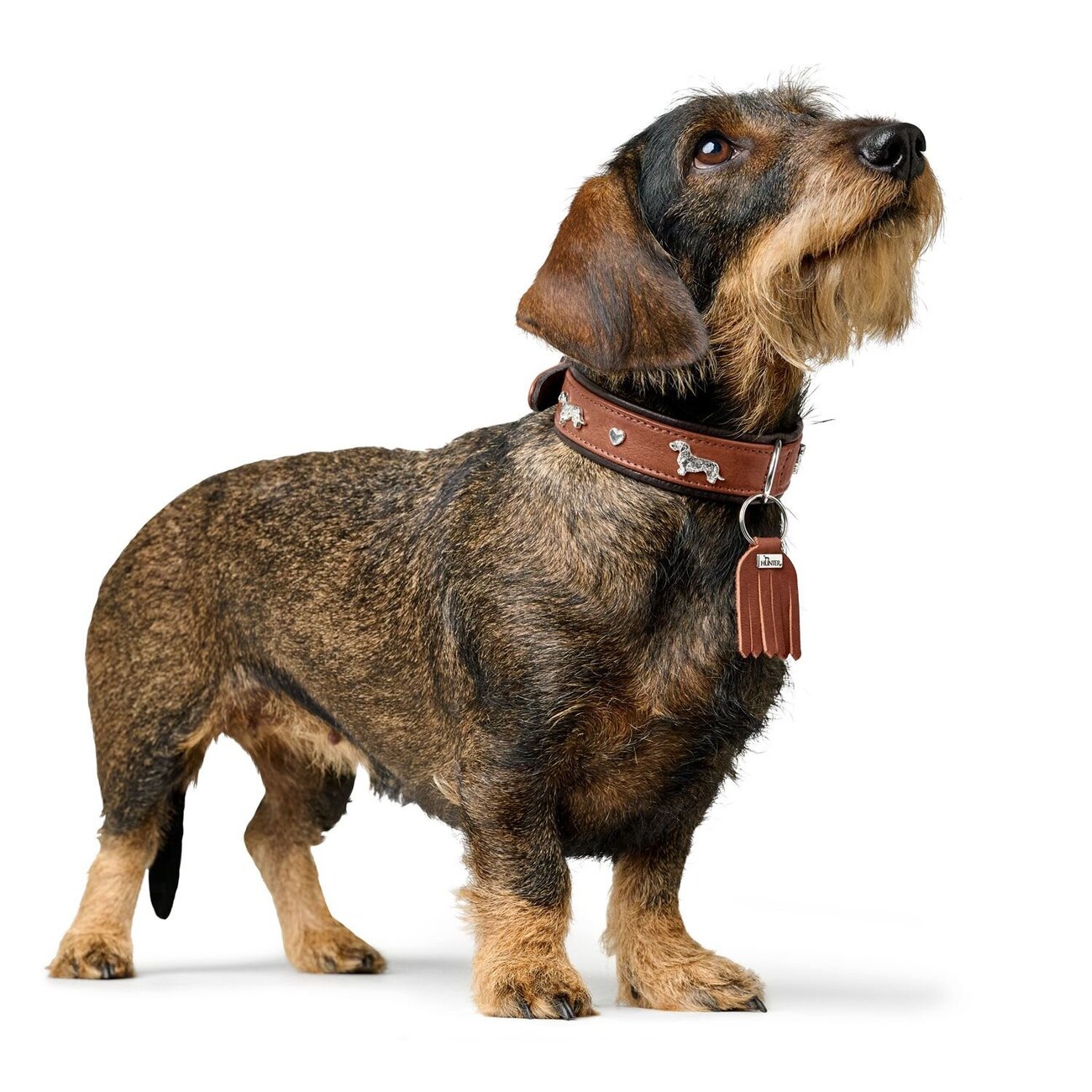 Teckel Halsband München Bild 16