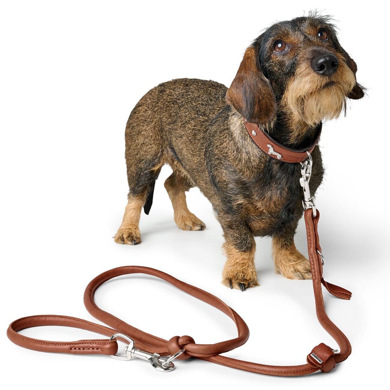 Teckel Halsband München Bild 17