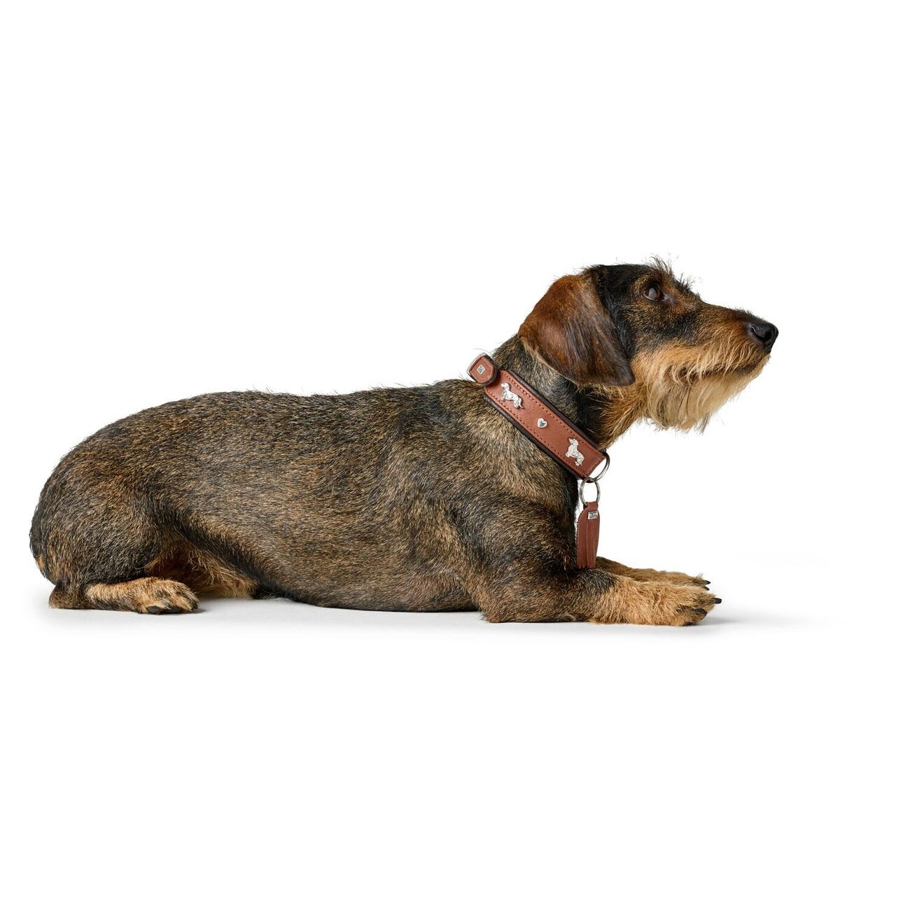 Teckel Halsband München Bild 18