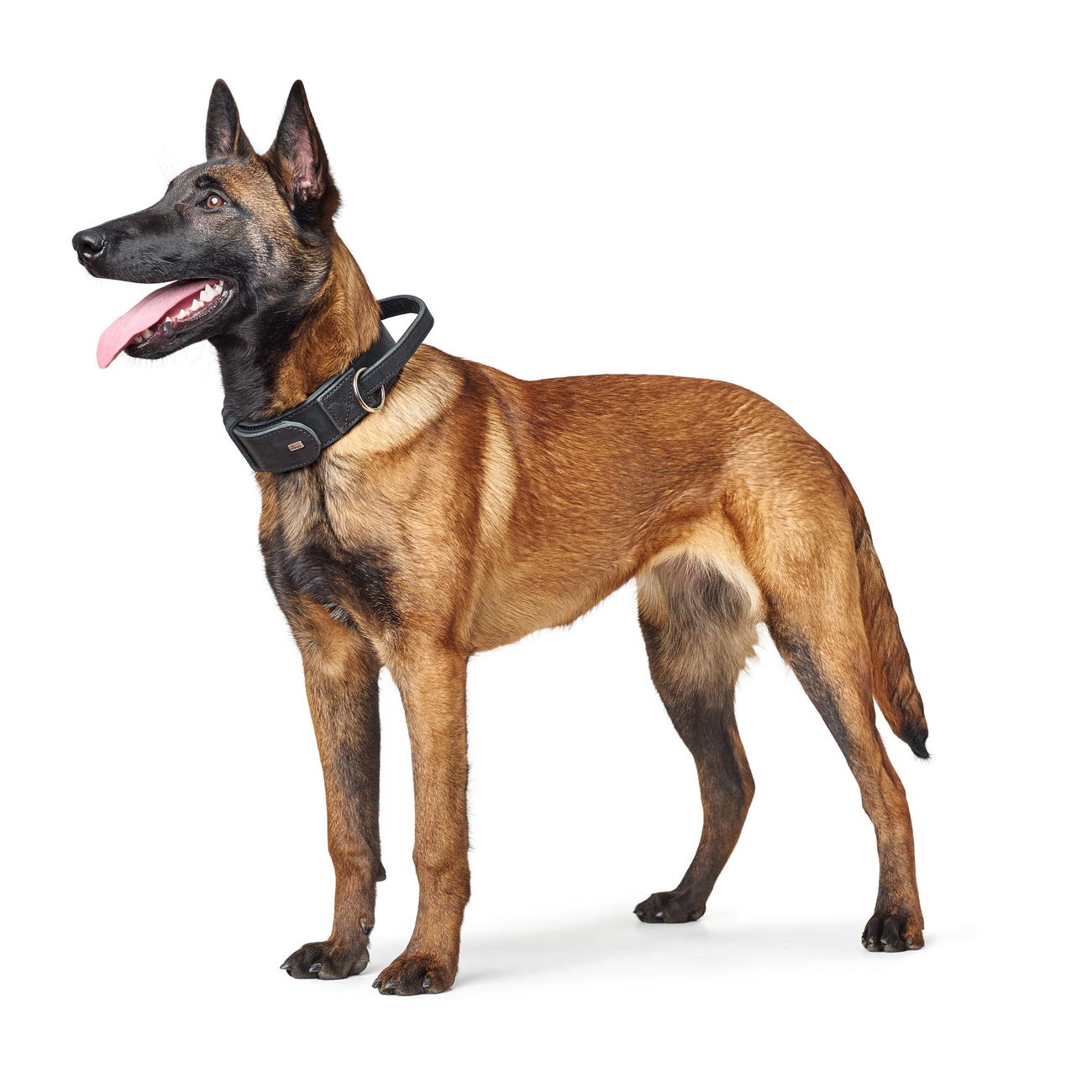 Hunter Trainingshalsband mit Griff Larvik Bild 6