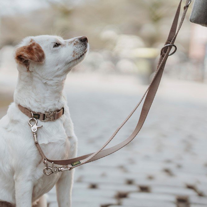 Verstellbare Führleine Inari für Hunde Bild 2