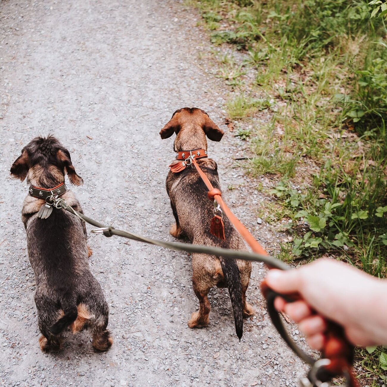 Verstellbare Führleine Round & Soft München Bild 3