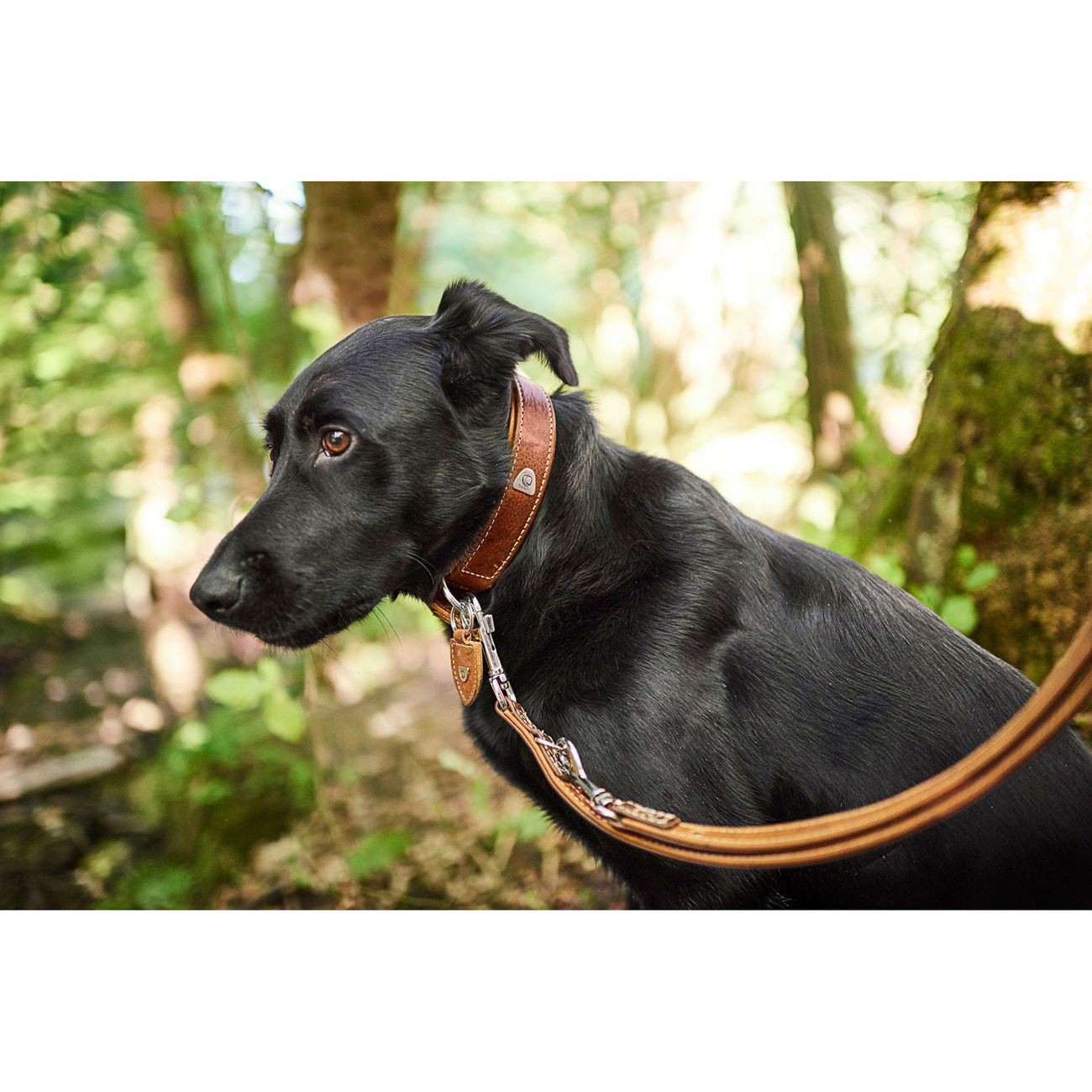 Hunter Verstellbare Führleine Tara Juchtenleder Bild 16