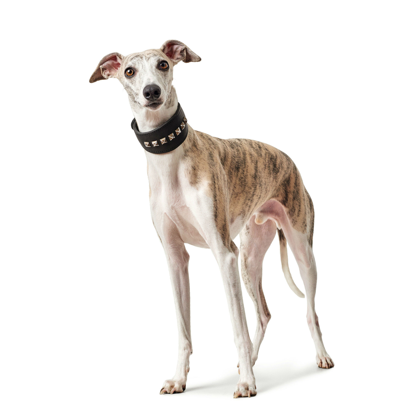 Hunter Windhundhalsband Larvik Style aus Leder Bild 8