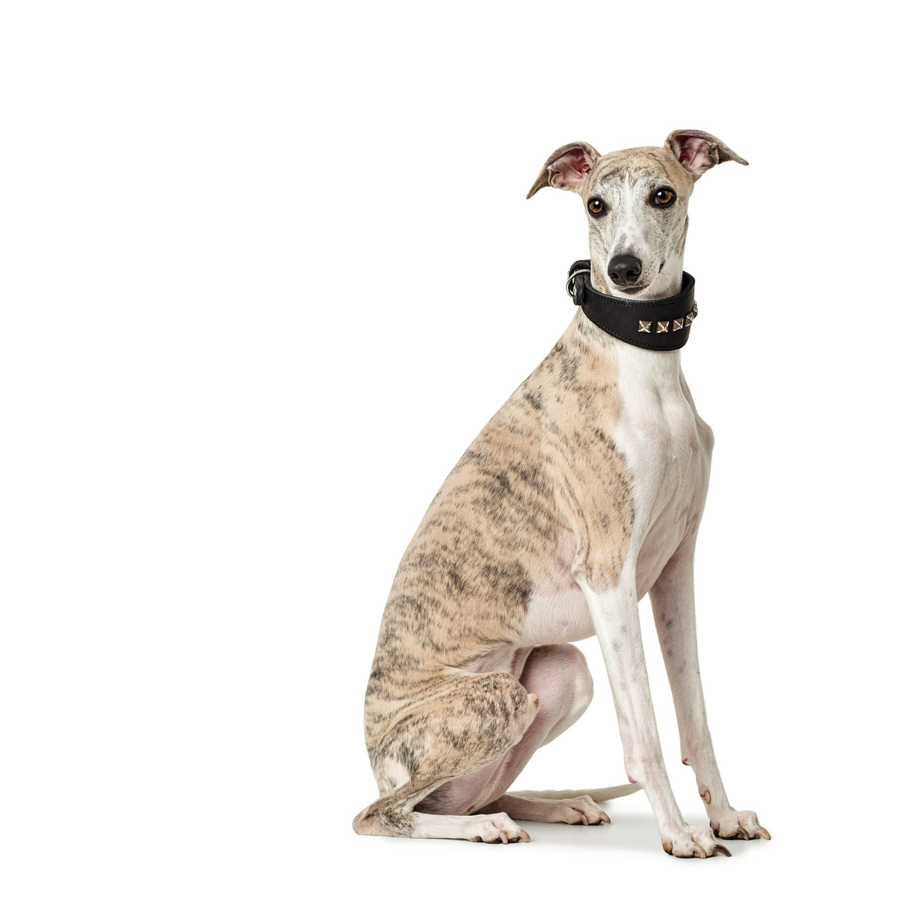 Hunter Windhundhalsband Larvik Style aus Leder Bild 9