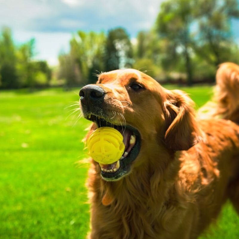 Wurf Hundespielzeug FLINGERZ™ Bild 9