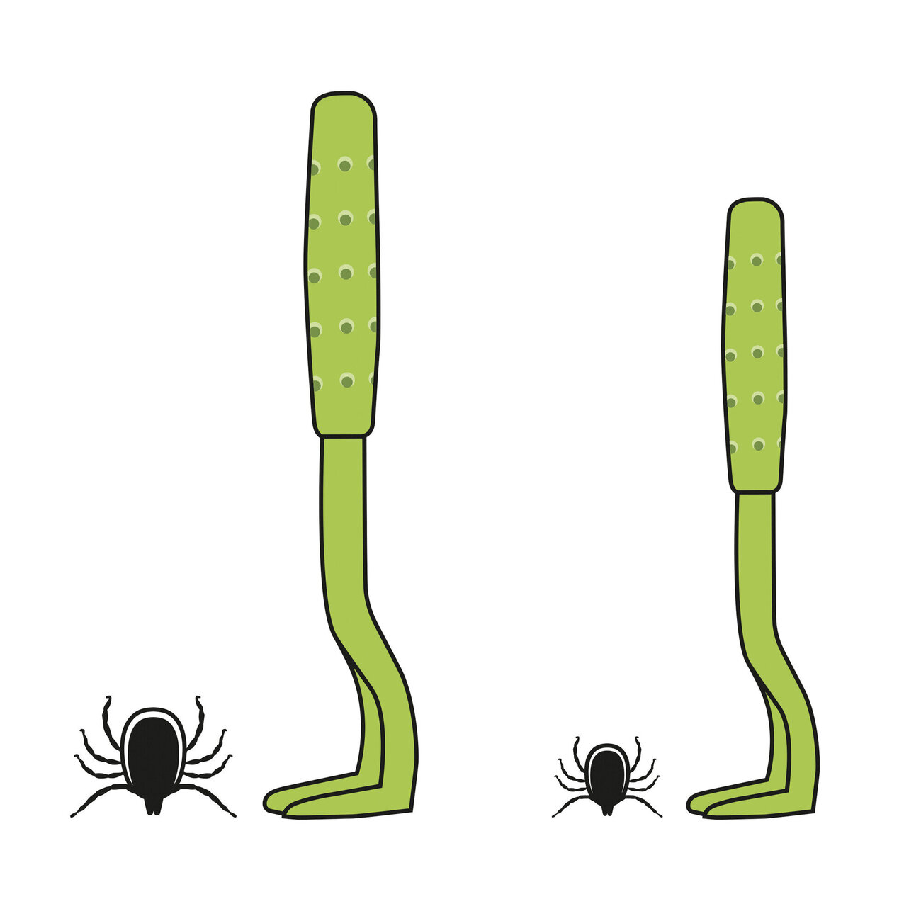 Zeckenhaken Ajka Bild 5