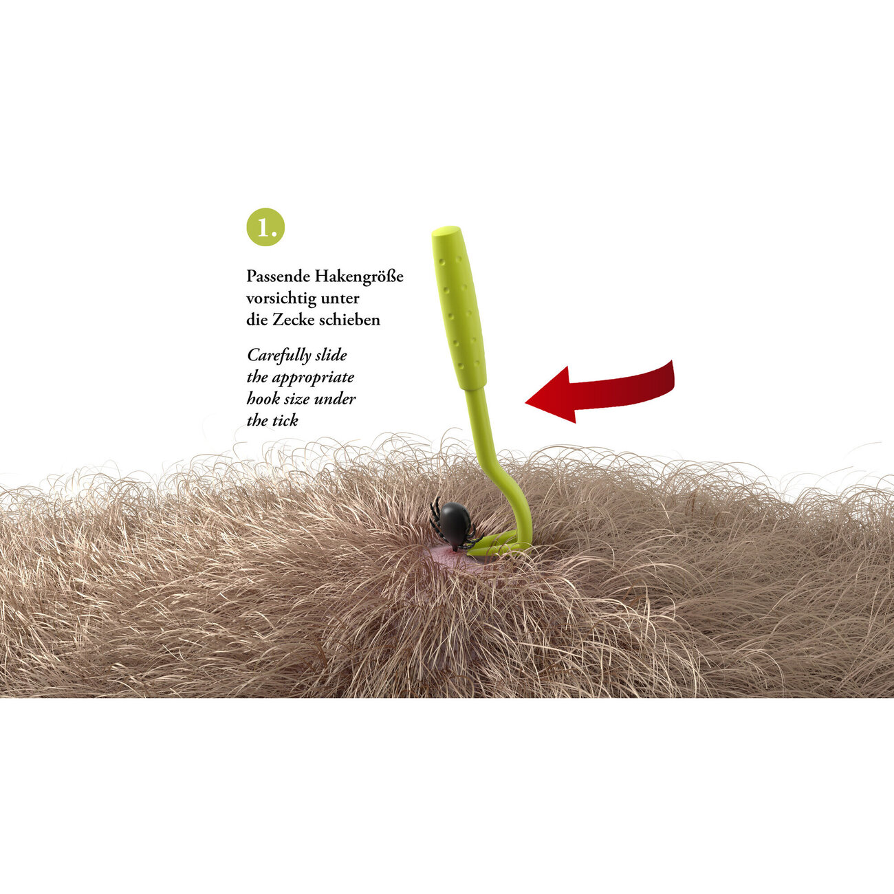 Zeckenhaken Ajka Bild 6