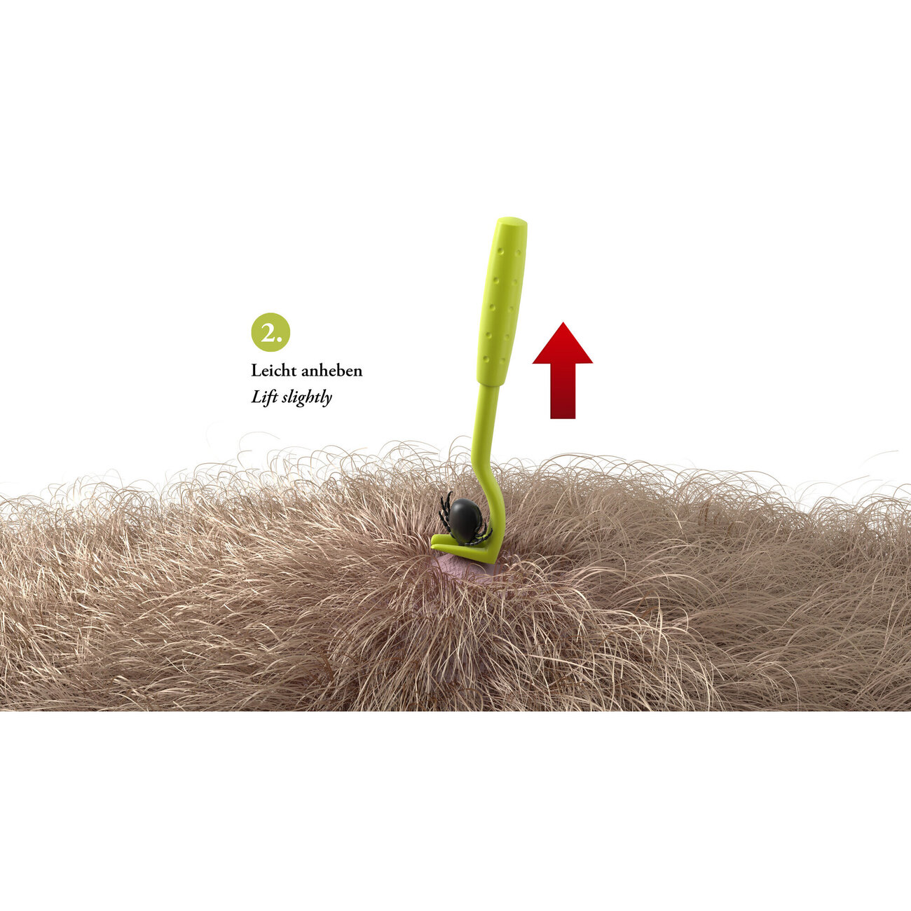 Zeckenhaken Ajka Bild 7