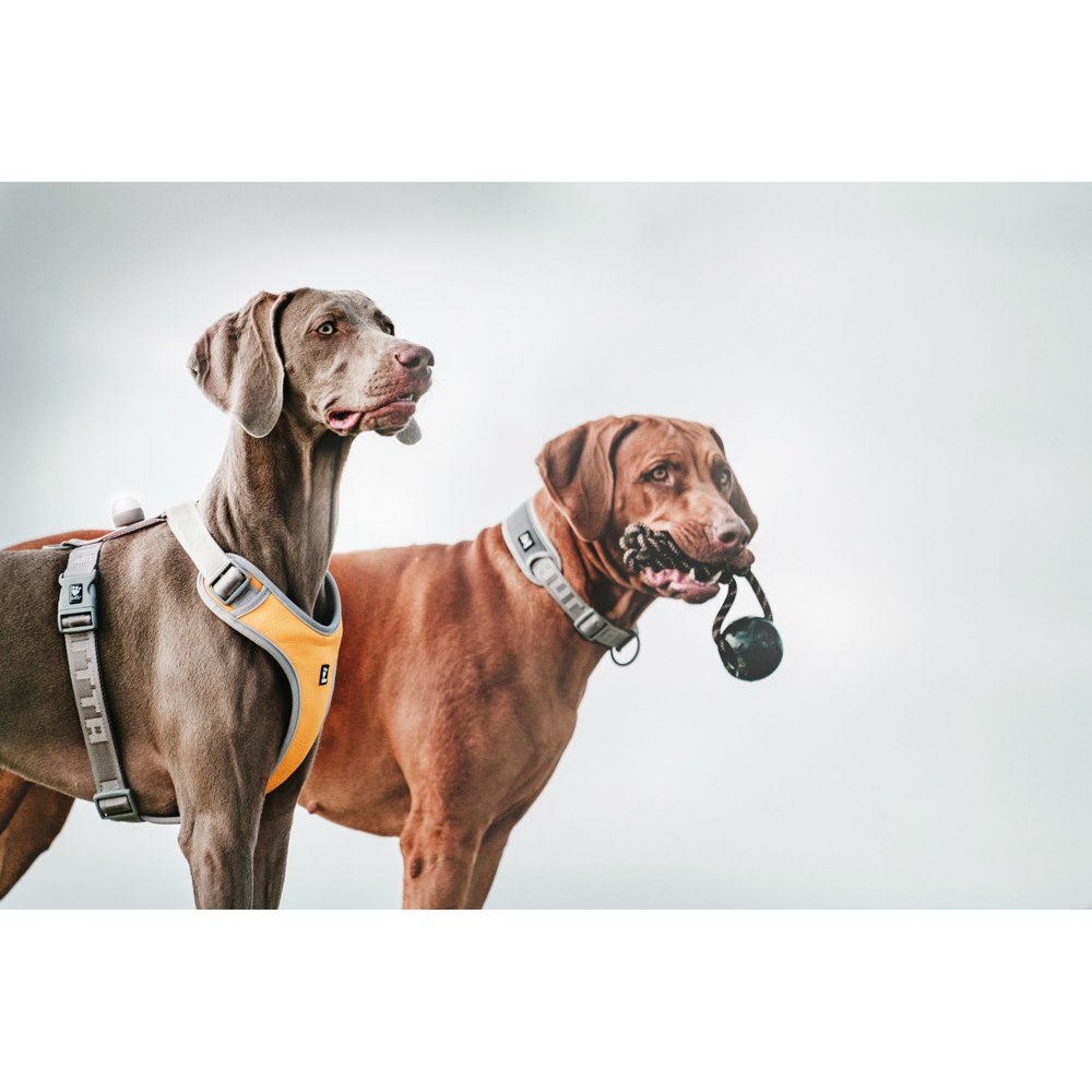 Hurtta Adventure Halsband für Hunde Bild 4