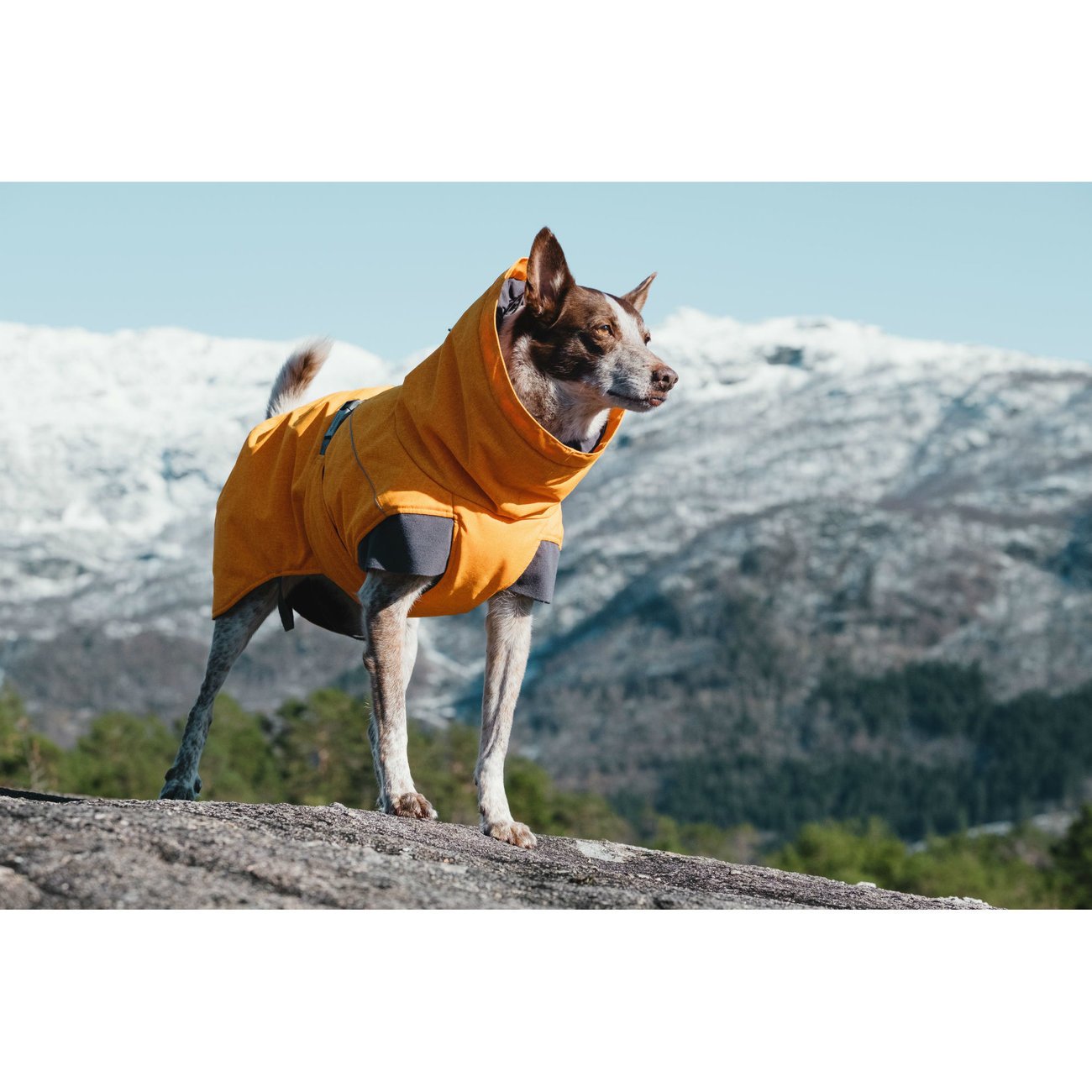 Expedition Wintermantel für Hunde Bild 6