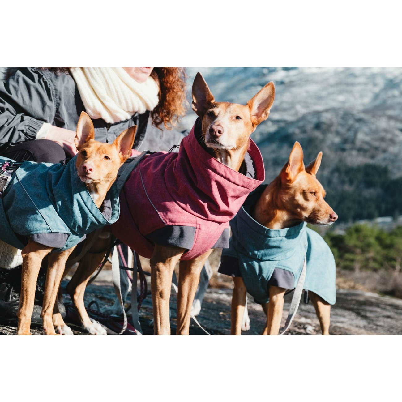 Expedition Wintermantel für Hunde Bild 8