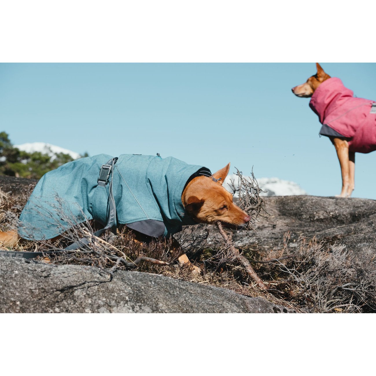 Expedition Wintermantel für Hunde Bild 12