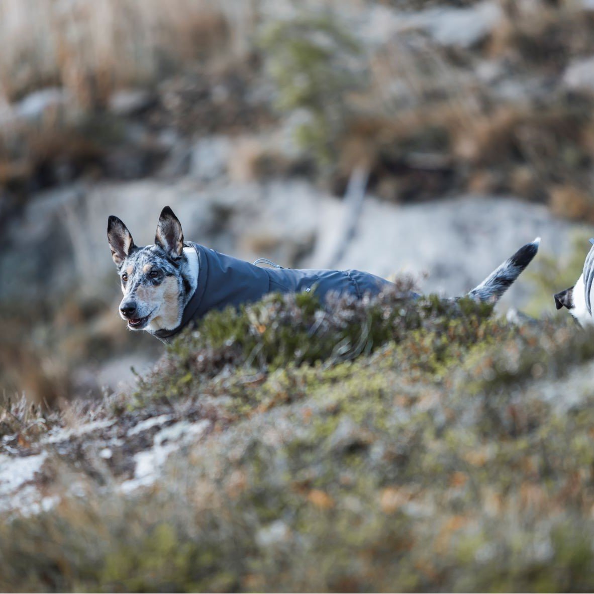 Extreme Overall Wintermantel Bild 3