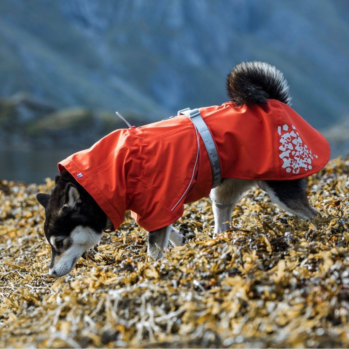 Monsoon ECO Hunde Regenmantel Bild 2