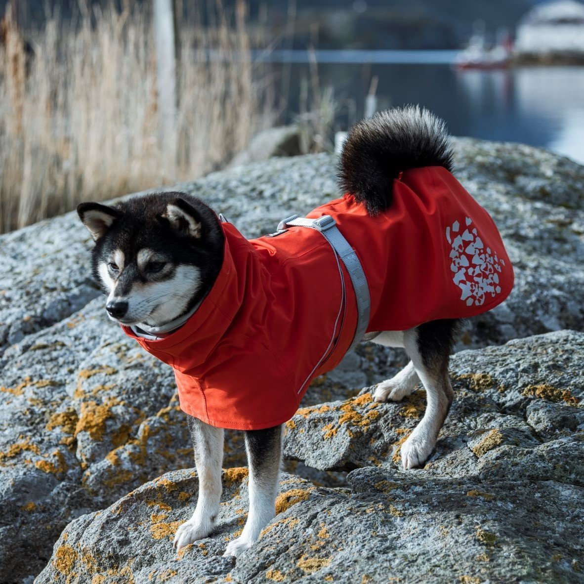 Monsoon ECO Hunde Regenmantel Bild 3