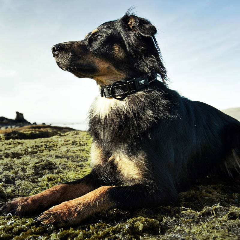 Hurtta Outdoor gepolstertes Halsband Bild 7