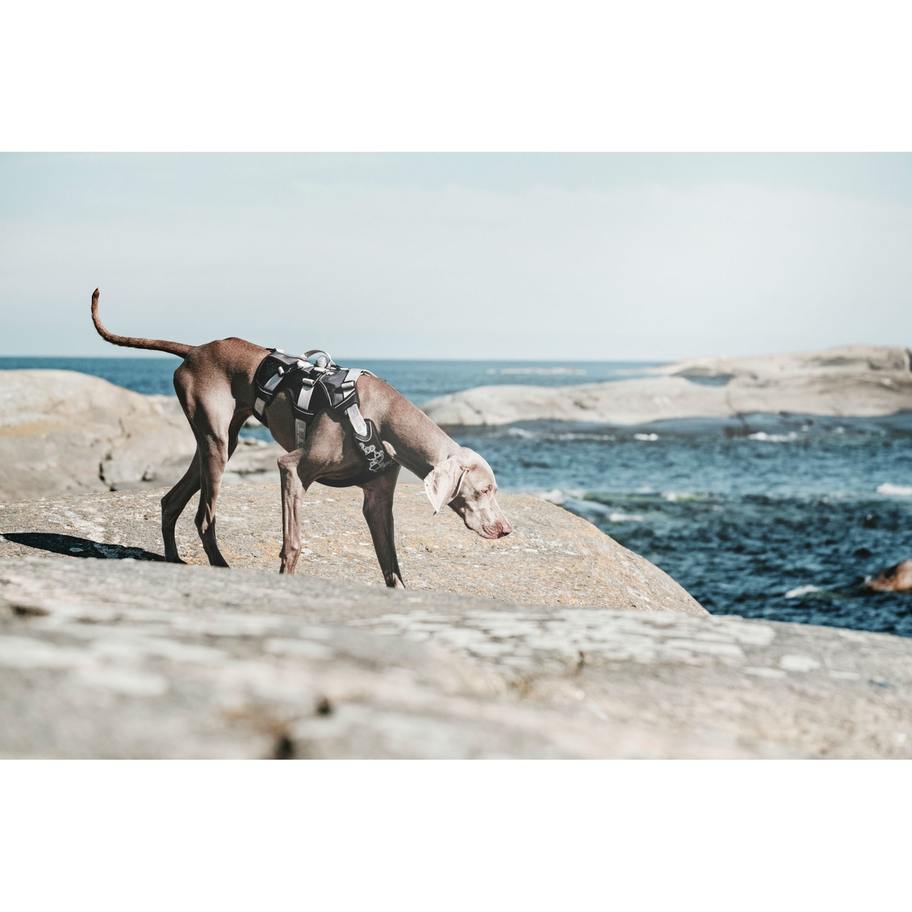 Hurtta Trail Geschirr Bild 4