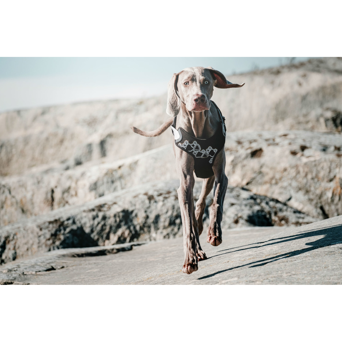 Hurtta Trail Geschirr Bild 7