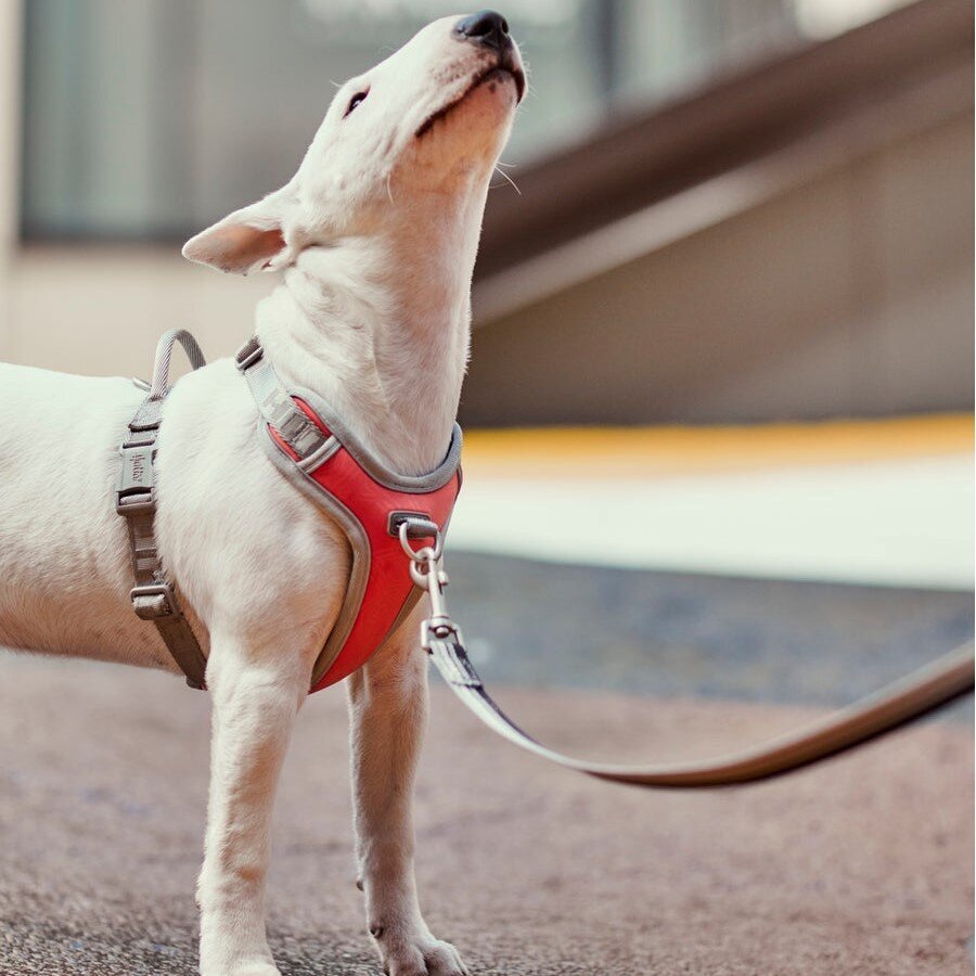 Venture No Pull Geschirr Bild 2