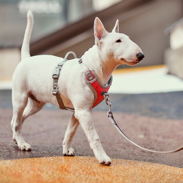 Venture No Pull Geschirr Bild 5