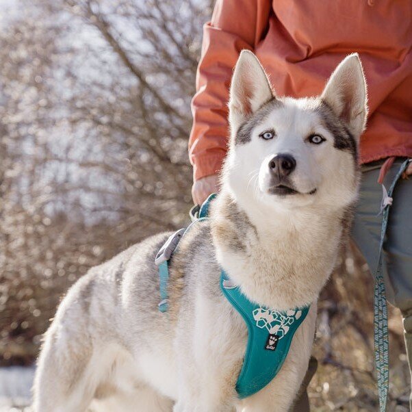 Weekend Warrior Hundegeschirr Bild 11