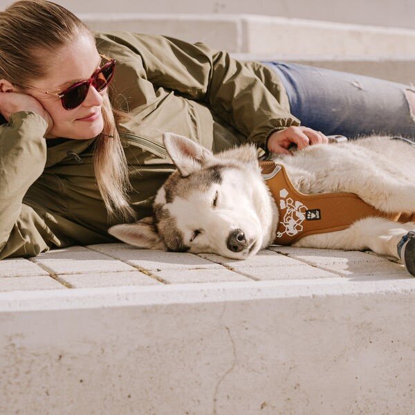 Weekend Warrior Hundegeschirr Bild 2