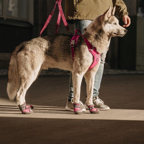 Weekend Warrior Hundegeschirr Bild 12