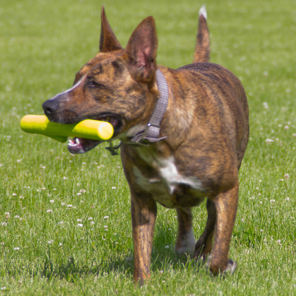Hyper Pet Chewz Stick Hundespielzeug von Hyper Pet günstig bestellen