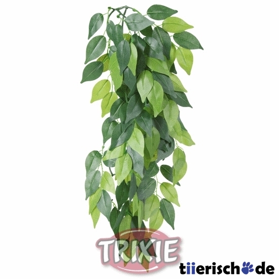 Terrarium Seidenpflanze, Ficus Bild 1