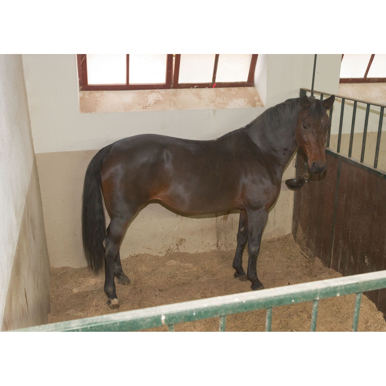 Kerbl Internet Überwachungskamera IPCam 2.0/HD Bild 6