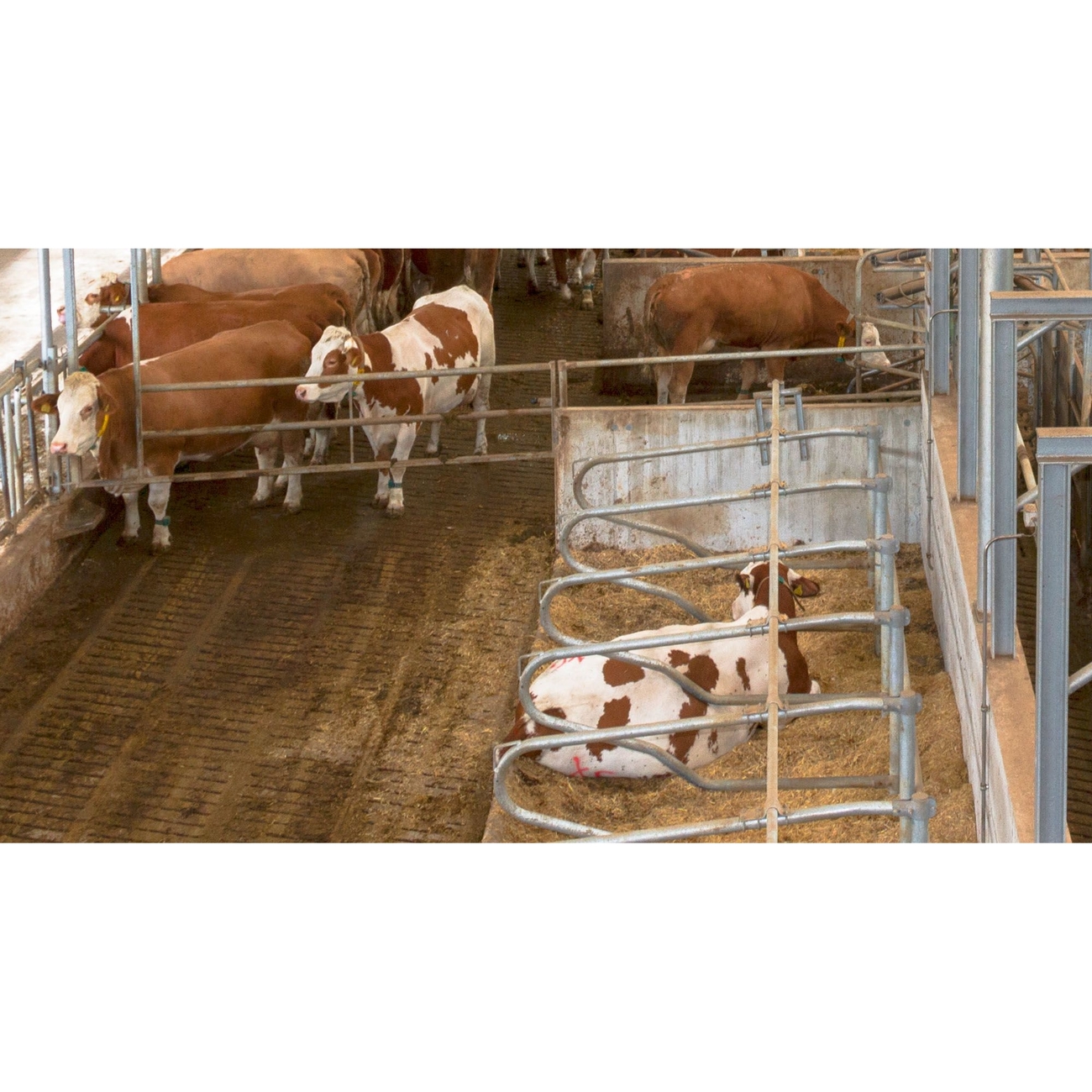 Kerbl Internet Überwachungskamera IPCam 2.0/HD Bild 7