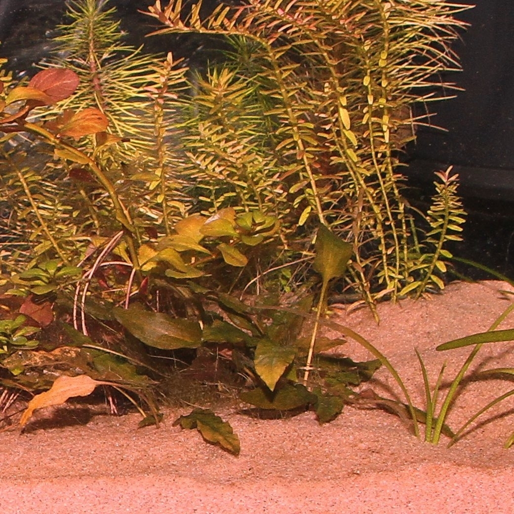 JBL Sansibar RED Bodengrund für Süß- und Meerwasser-Aquarien Bild 2